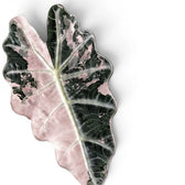 Nahaufnahme eines rosa-grünen Blattes von Alocasia Polly variegata auf weißem Hintergrund