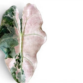 Nahaufnahme eines rosa-grünen Blattes von Alocasia Polly variegata auf weißem Hintergrund