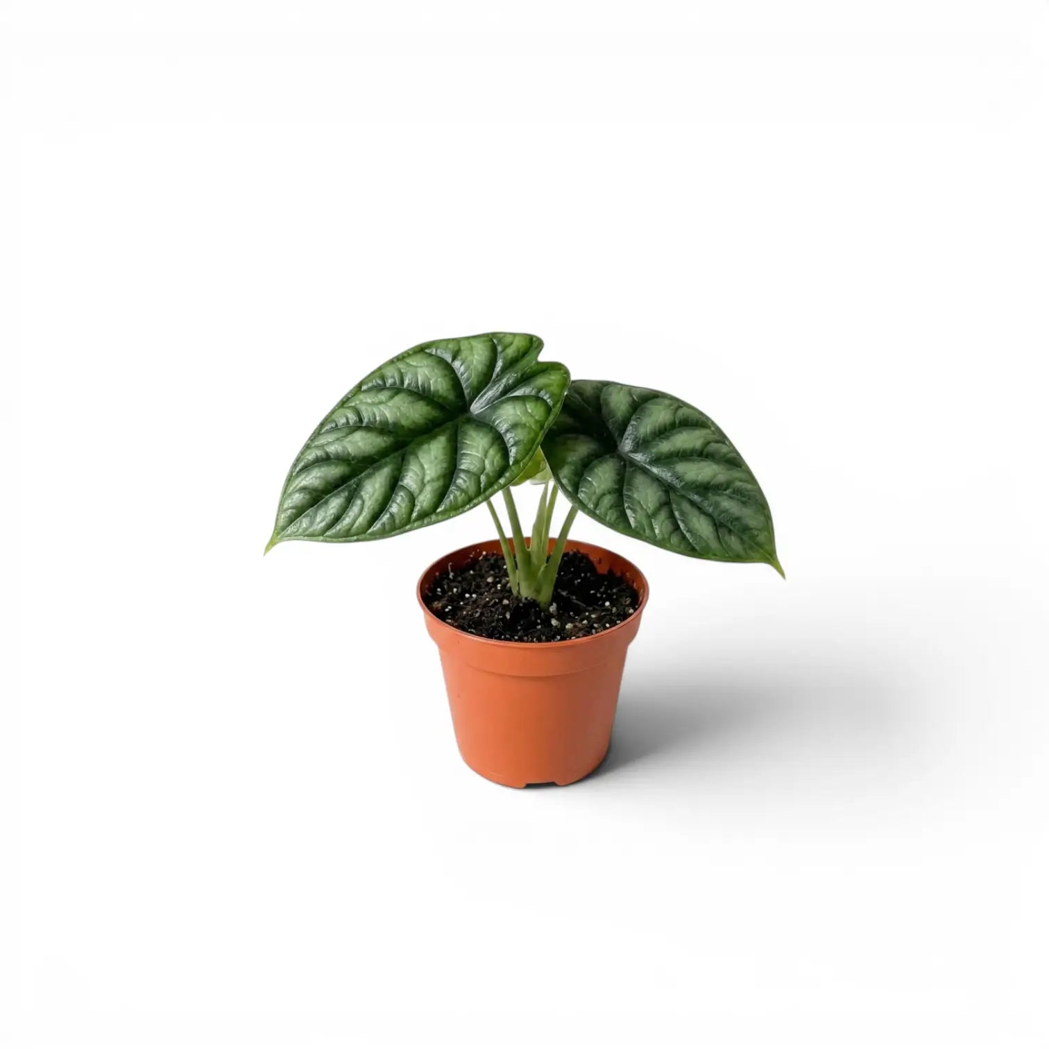 Alocasia baginda 'Dragon Scale' Jungpflanze im Anzuchttopf auf weißem Hintergrund