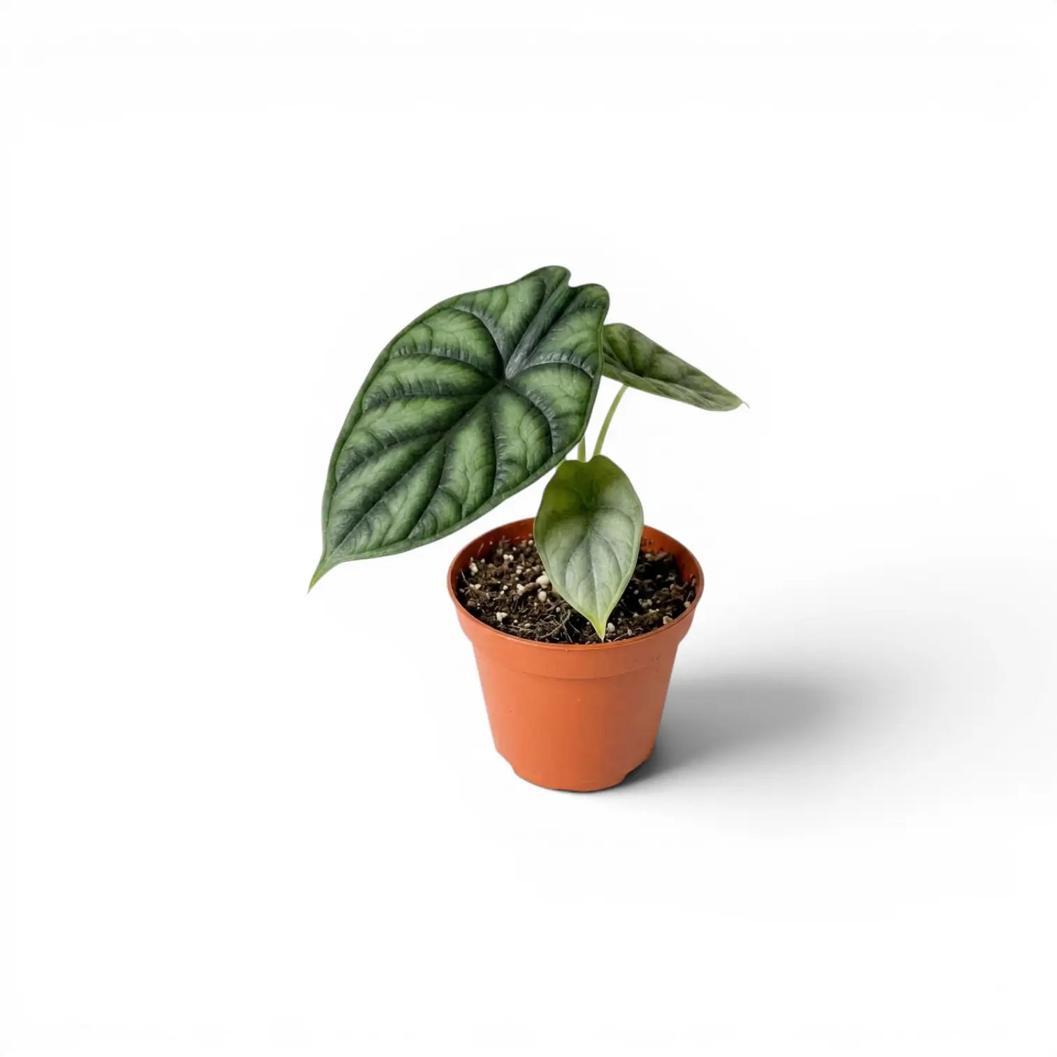 Alocasia baginda 'Dragon Scale' Jungpflanze im Anzuchttopf auf weißem Hintergrund