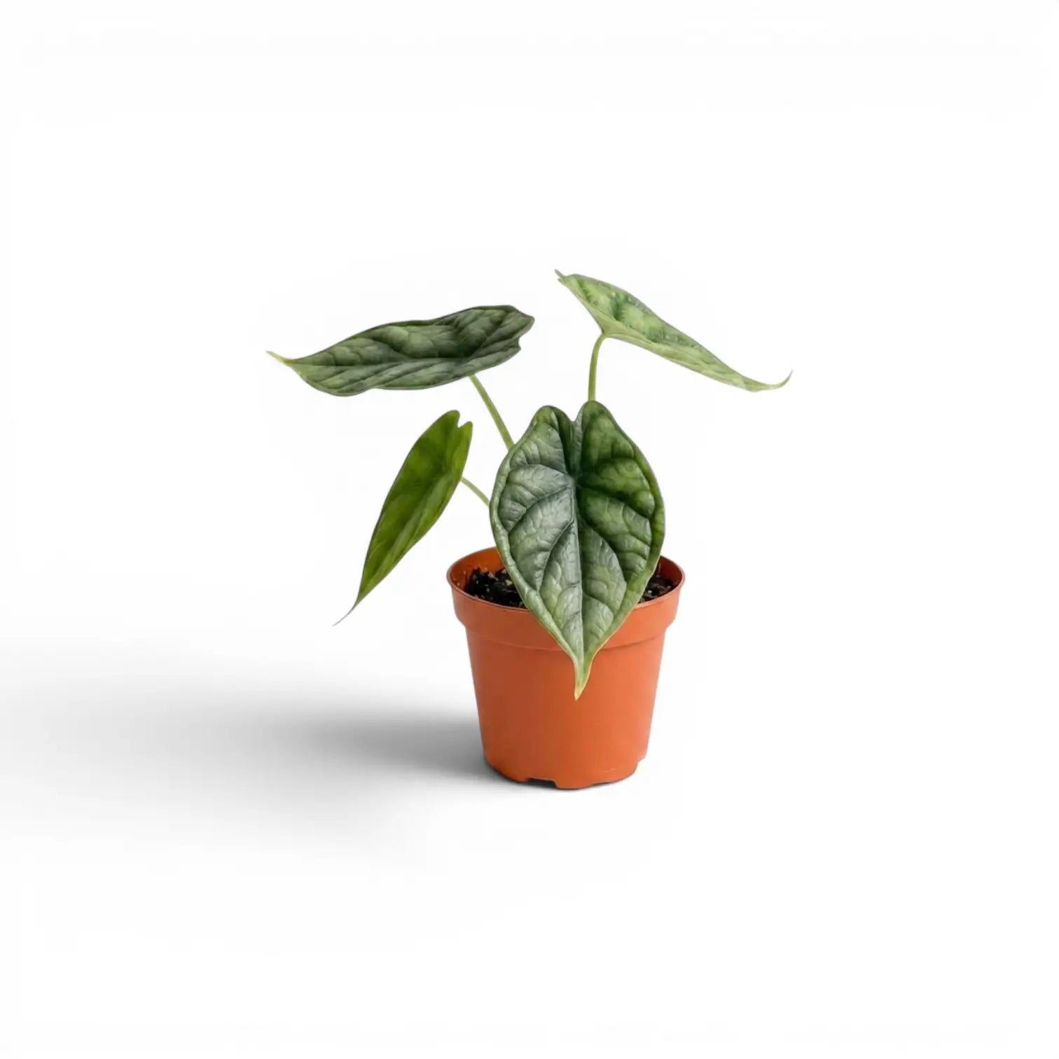 Alocasia baginda 'Dragon Scale' Jungpflanze im Anzuchttopf auf weißem Hintergrund