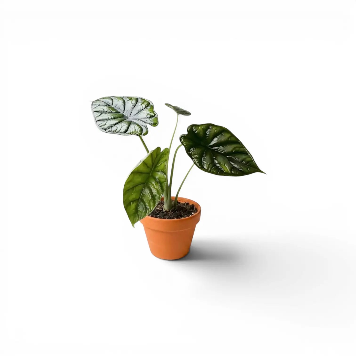 Alocasia baginda 'Dragon Scale' Jungpflanze im Anzuchttopf auf weißem Hintergrund