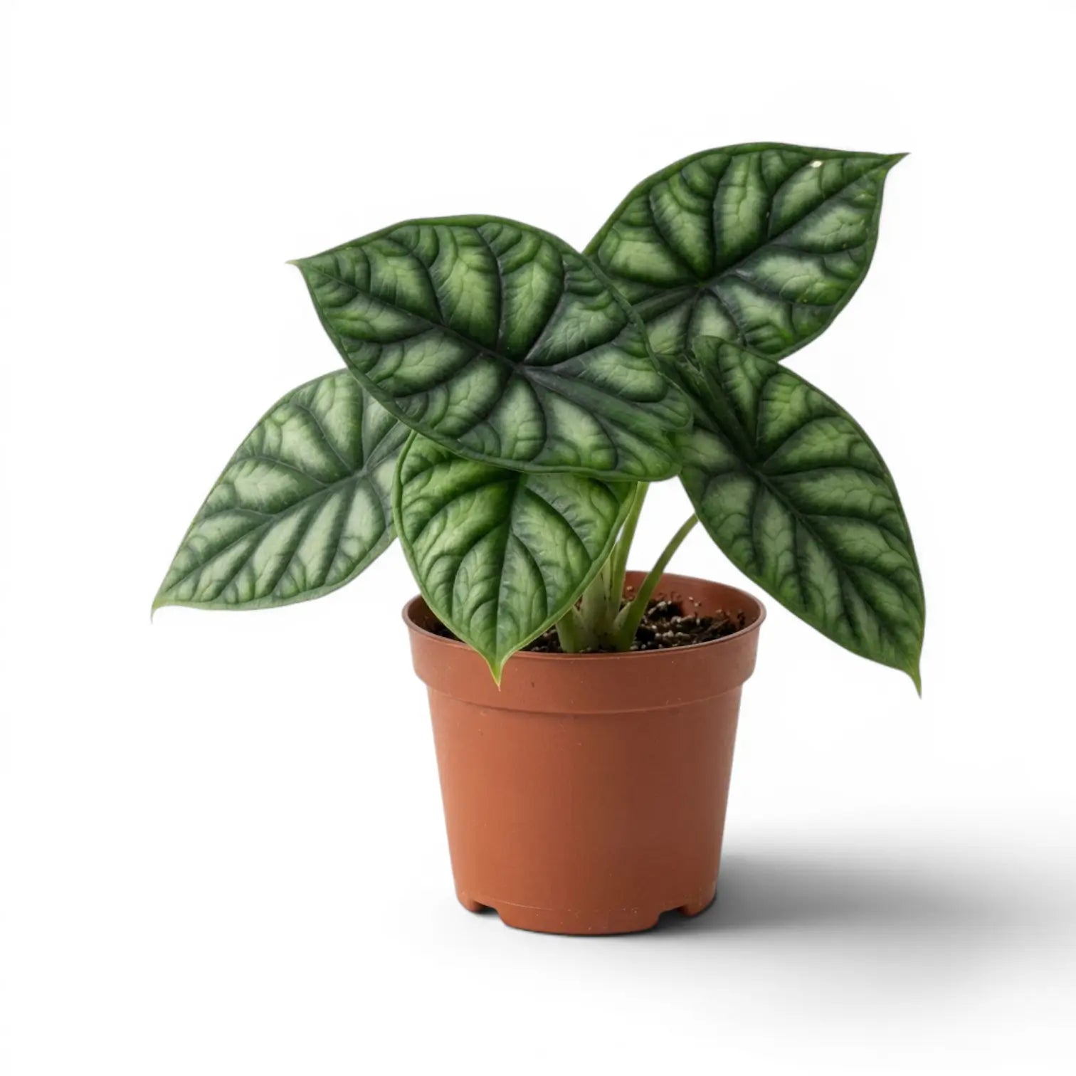 Große Alocasia baginda 'Dragon Scale' im Anzuchttopf auf weißem Hintergrund