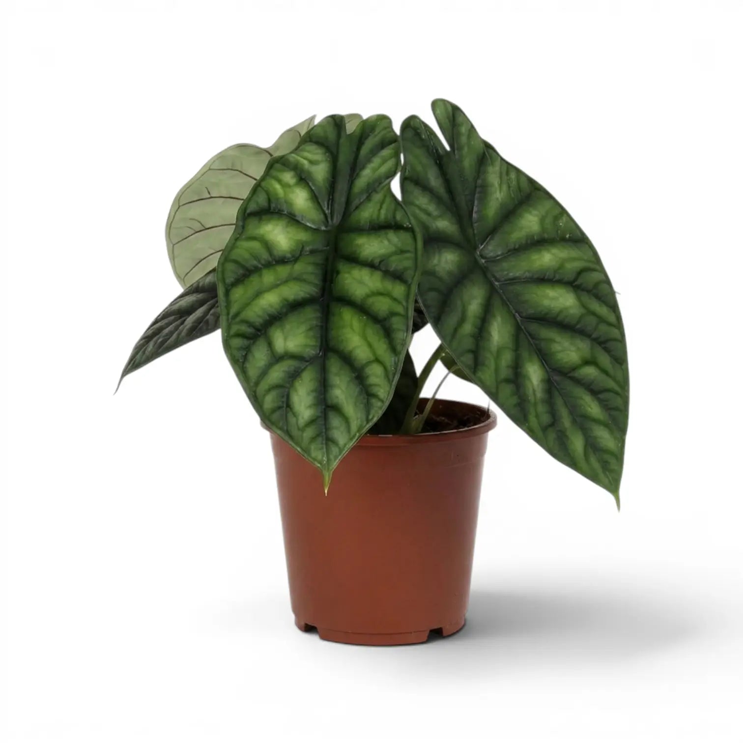 Große Alocasia baginda 'Dragon Scale' im Anzuchttopf auf weißem Hintergrund