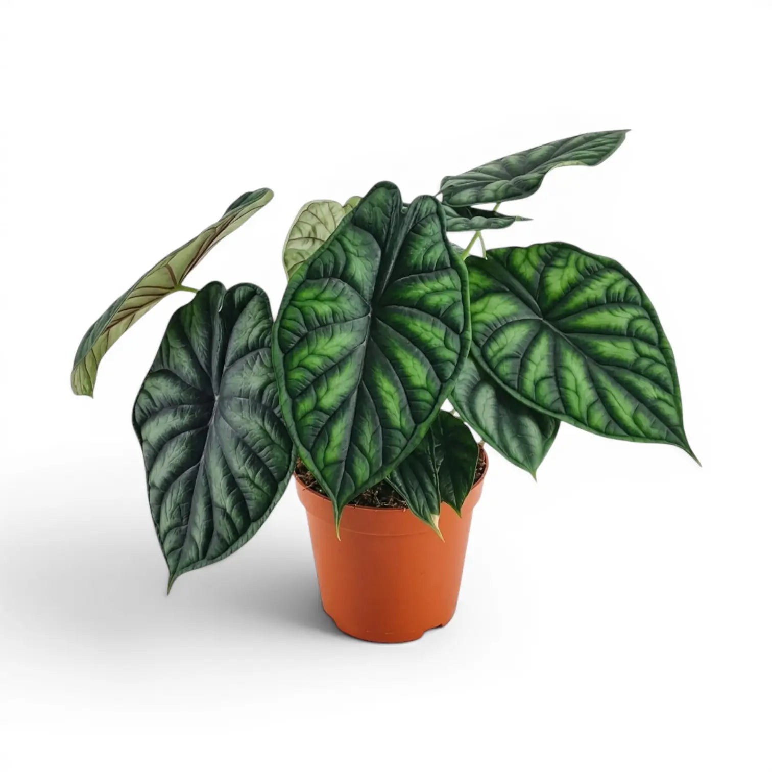 Große Alocasia baginda 'Dragon Scale' im Anzuchttopf auf weißem Hintergrund