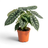 Große Alocasia baginda 'Dragon Scale' Pflanze im Anzuchttopf auf weißem Hintergrund