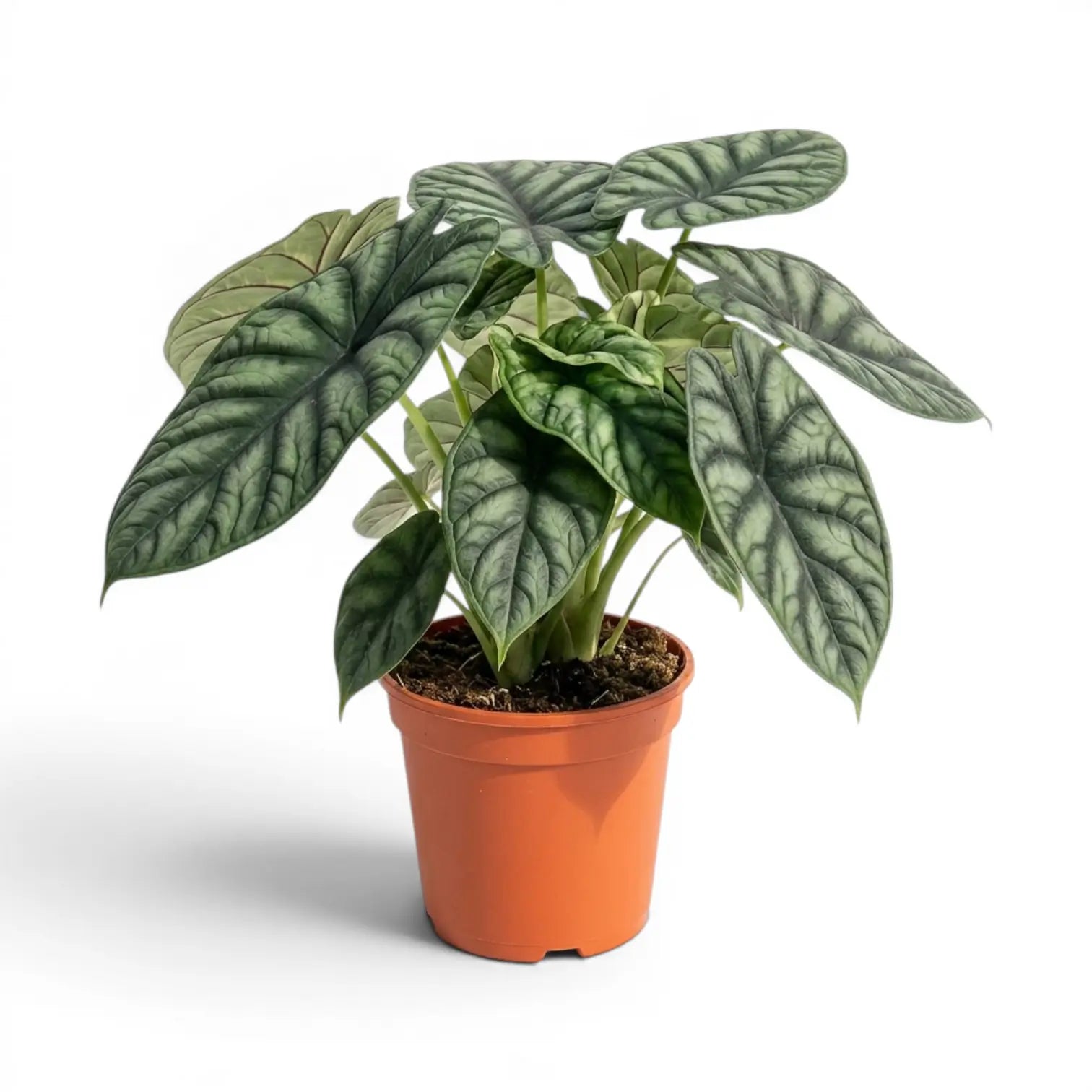Große Alocasia baginda 'Dragon Scale' Pflanze im Anzuchttopf auf weißem Hintergrund