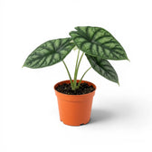 Mittelgroße Alocasia baginda 'Dragon Scale' im Anzuchttopf auf weißem Hintergrund