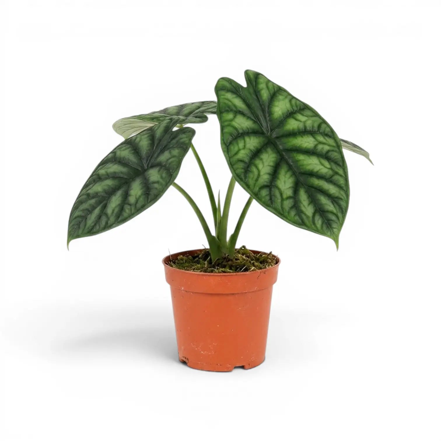 Mittelgroße Alocasia baginda 'Dragon Scale' im Anzuchttopf auf weißem Hintergrund