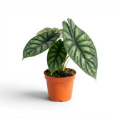 Mittelgroße Alocasia baginda 'Dragon Scale' Pflanze im Anzuchttopf auf weißem Hintergrund