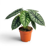 Mittelgroße Alocasia baginda 'Dragon Scale' Pflanze im Anzuchttopf auf weißem Hintergrund