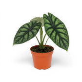 Mittelgroße Alocasia baginda 'Dragon Scale' Pflanze im Anzuchttopf auf weißem Hintergrund