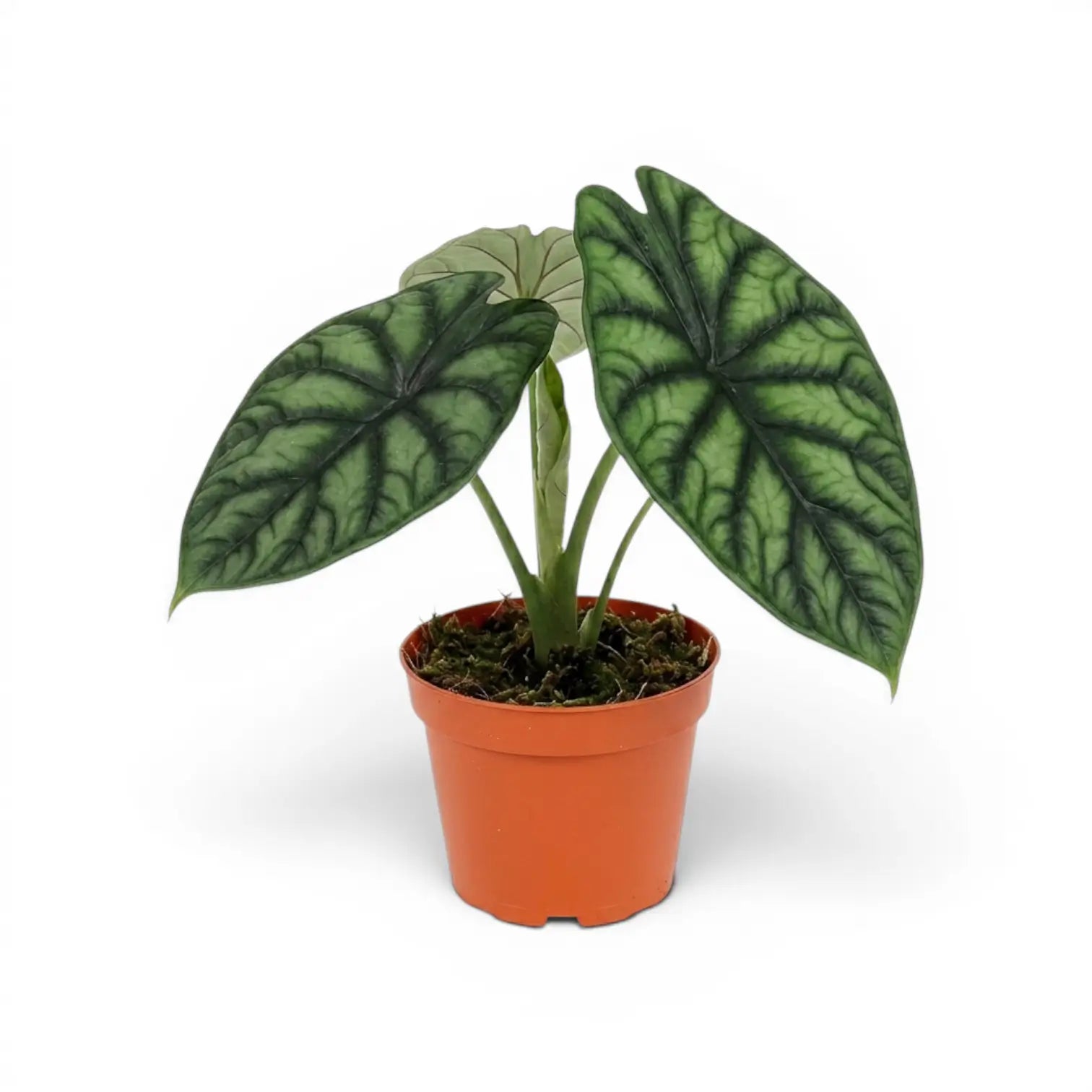 Mittelgroße Alocasia baginda 'Dragon Scale' Pflanze im Anzuchttopf auf weißem Hintergrund