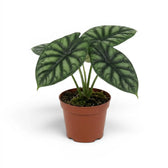 Mittelgroße Alocasia baginda 'Dragon Scale' im Anzuchttopf auf weißem Hintergrund
