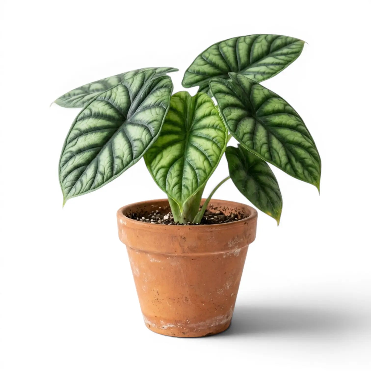 Alocasia baginda 'Dragon Scale' Pflanze im Terrakottatopf auf weißem Hintergrund