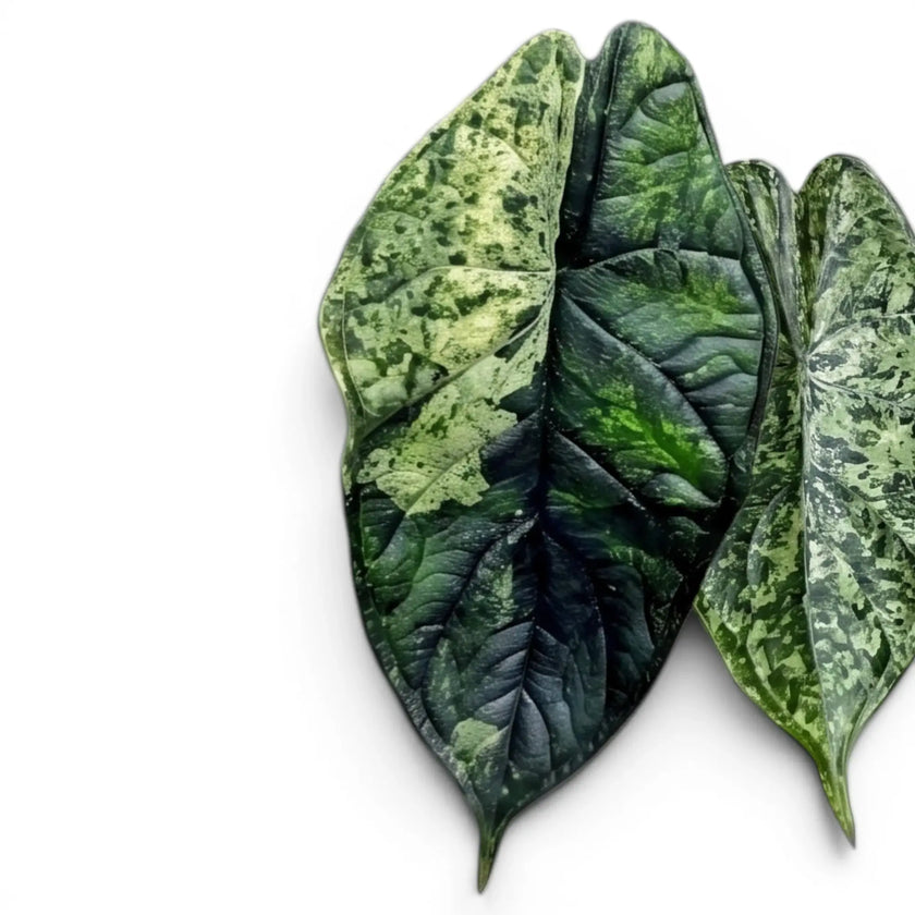Alocasia Dragon Scale 'Mint' variegated mottled foliage on a white background
