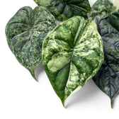 Ausgebreitete, mintgrün gesprenkelte Blätter von Alocasia Dragon Scale 'Mint' vor weißem Hintergrund