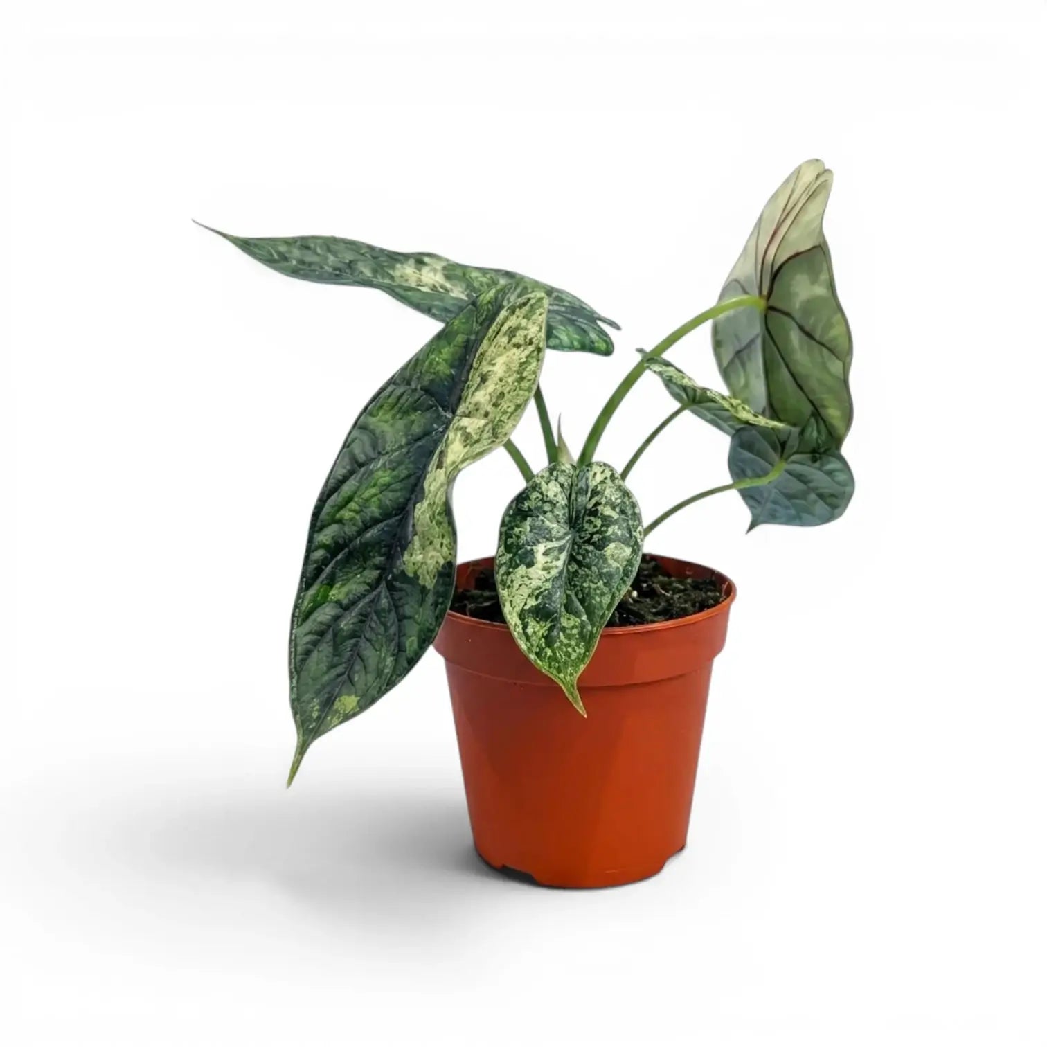 Alocasia baginda 'Dragon Scale' Mint Variegata