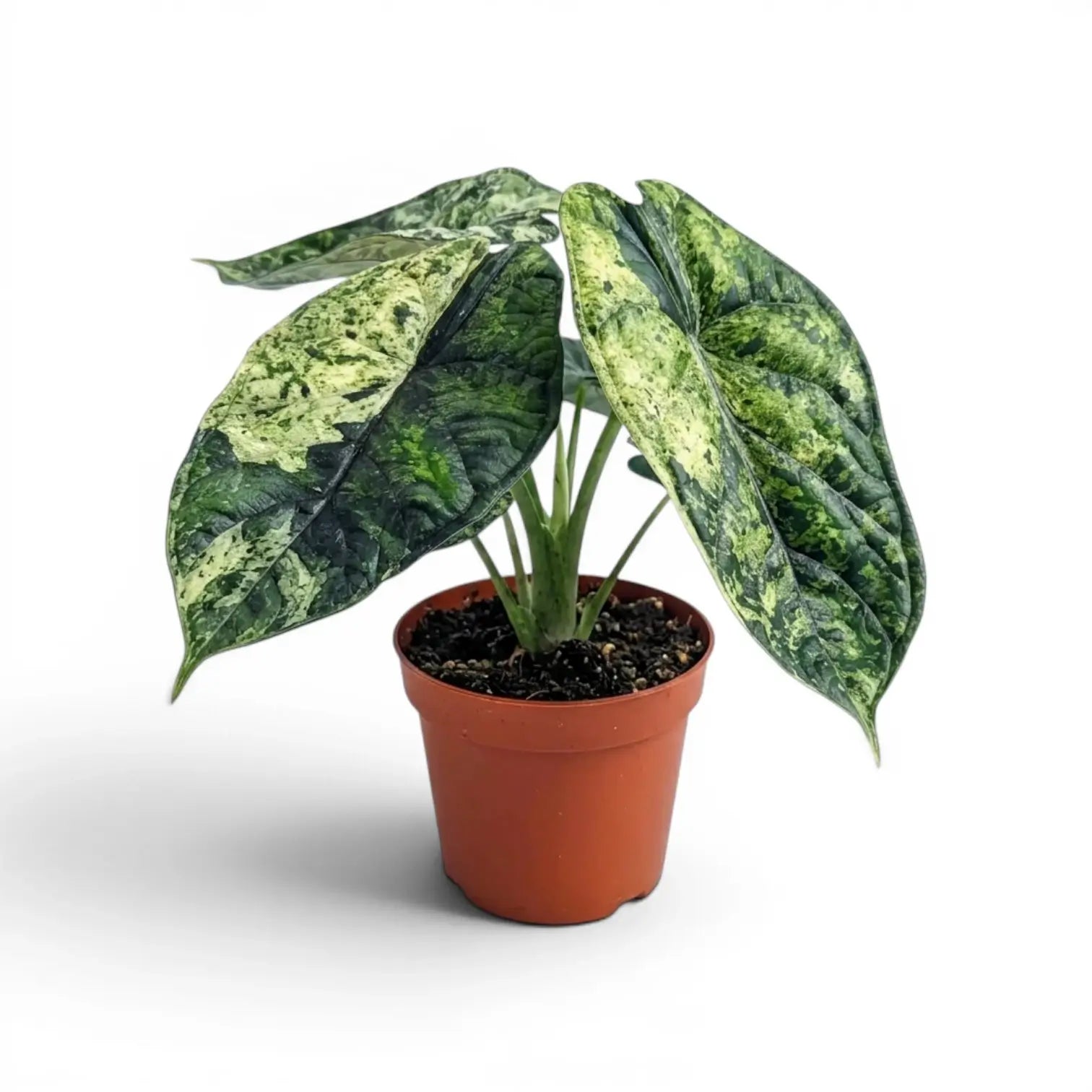 Alocasia baginda 'Dragon Scale' Mint Variegata