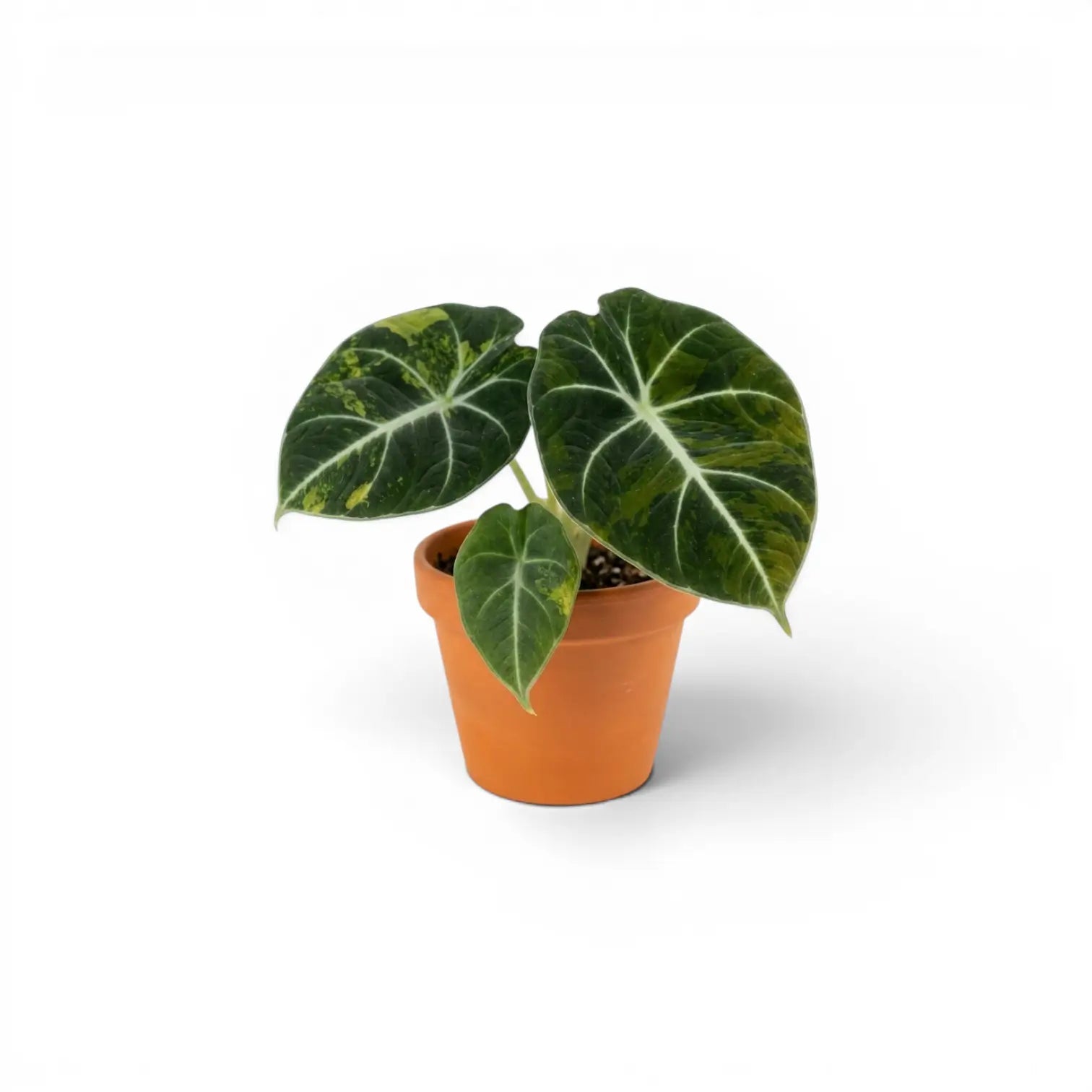Alocasia reginula 'Black Velvet Gold' starter plant with golden variegation in a nursery pot on white backgrund
