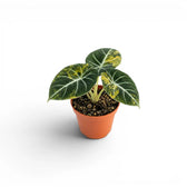 Alocasia reginula 'Black Velvet Gold' baby plant with golden variegation in a nursery pot on white backgrund