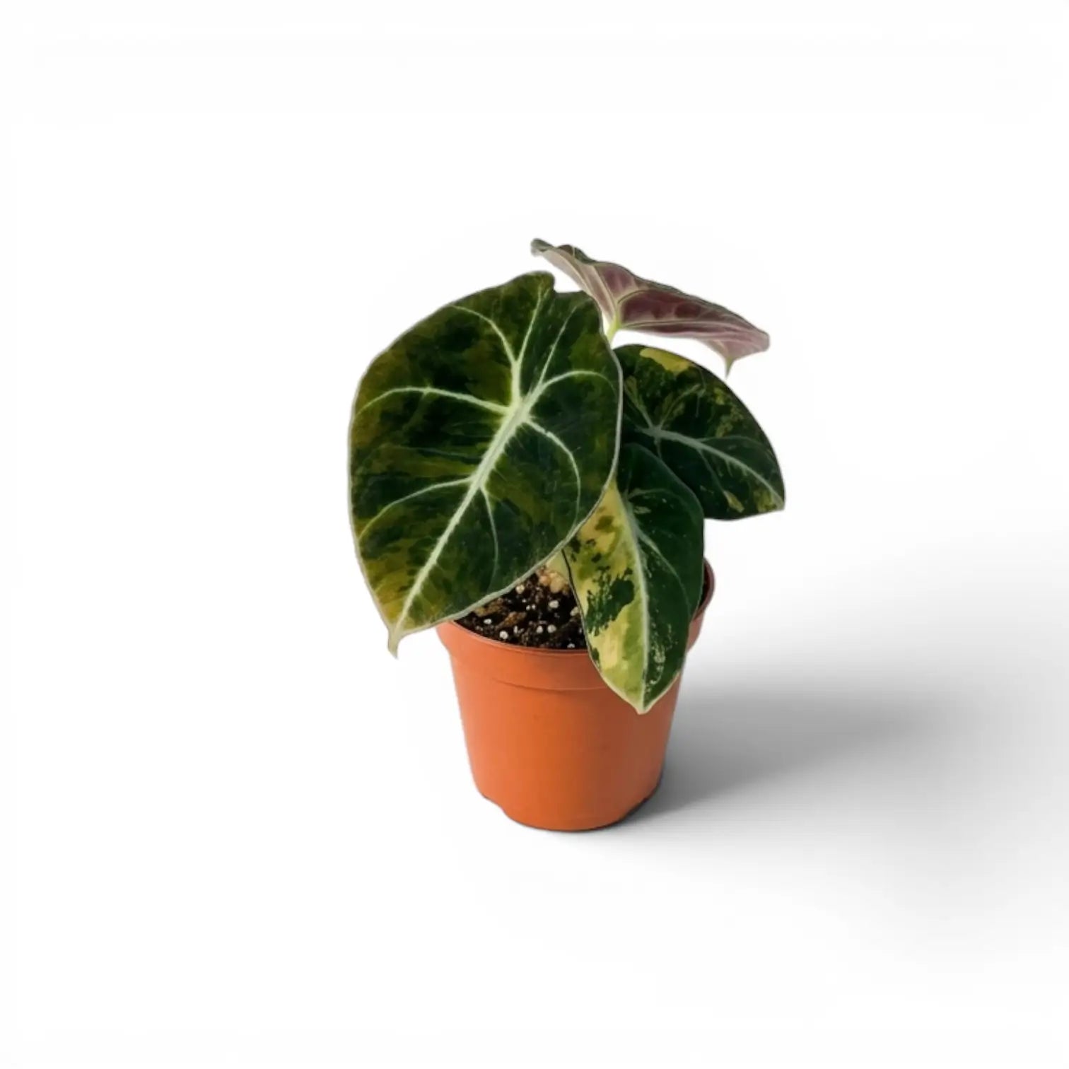 Alocasia reginula 'Black Velvet Gold' baby plant with golden variegation in a nursery pot on white backgrund