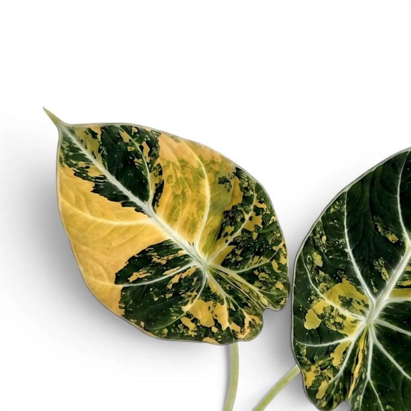 Close up of two Alocasia reginula 'Black Velvet Gold' leaves  plant with golden variegation in a nursery pot on white backgrund