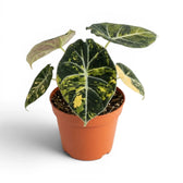 Alocasia reginula 'Black Velvet Gold' medium plant with golden variegation in a nursery pot on white backgrund