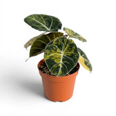 Alocasia reginula 'Black Velvet Gold' medium plant with golden variegation in a nursery pot on white backgrund