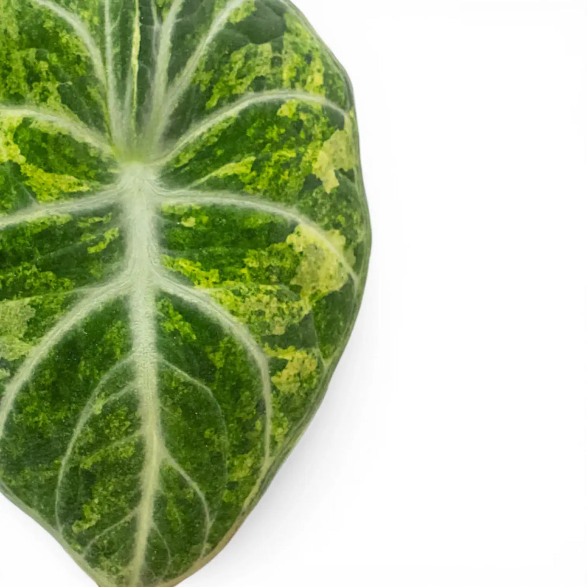 Alocasia Ninja Tricolor – Young Patterned Plant
