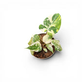 Philodendron gloriosum variegata als Topfpflanze im Kulturtopf vor weißem Hintergrund.