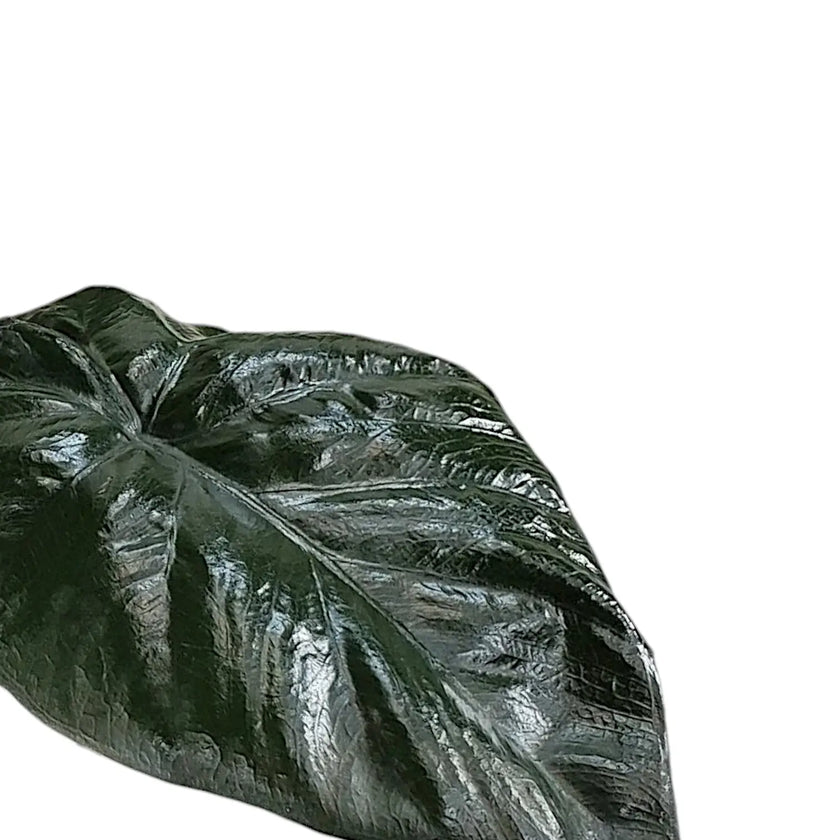 Alocasia 'Serendipity' leaf close-up on white background.