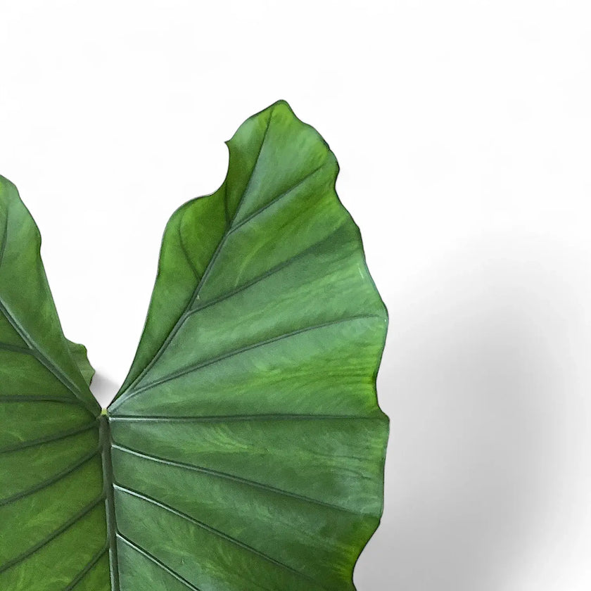Alocasia 'Sumo' potted houseplant in nursery pot on white background, product photo 2.