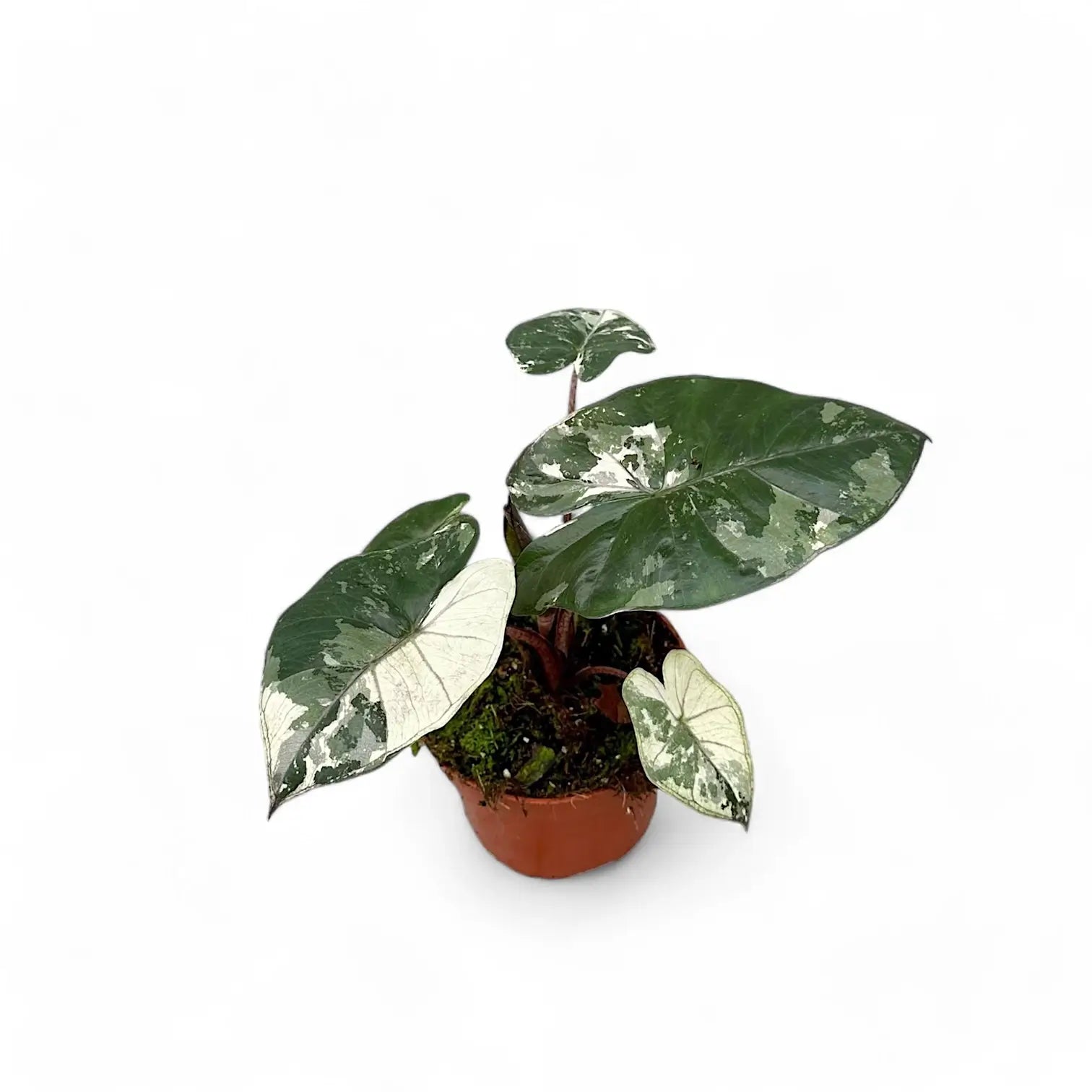 Alocasia 'Yucatan princess' variegata Zimmerpflanze im Anzuchttopf vor weißem Hintergrund, Produktfoto 2.