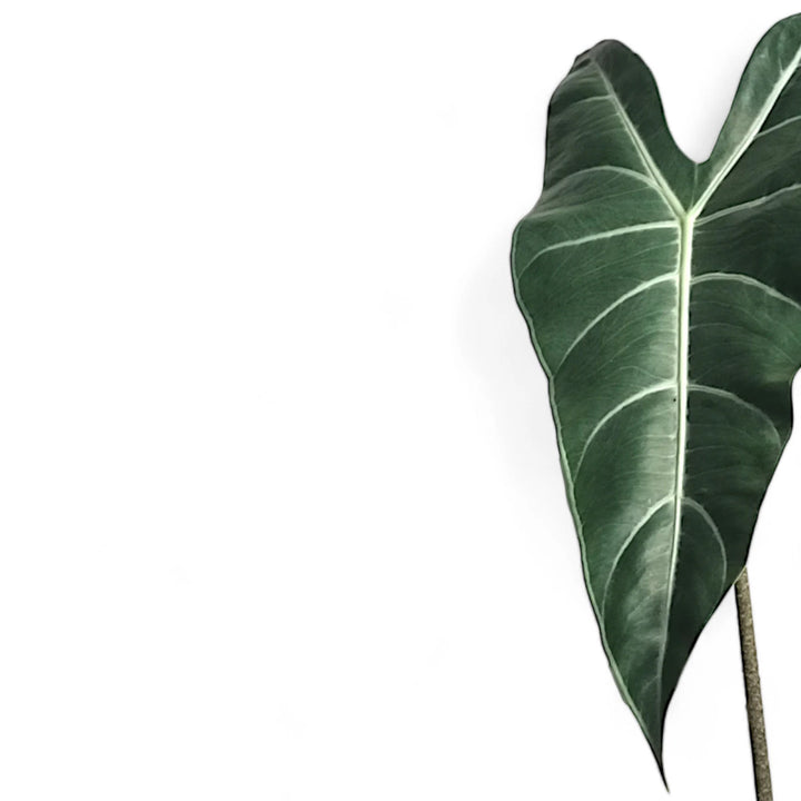 Alocasia longiloba leaf close-up on white background.