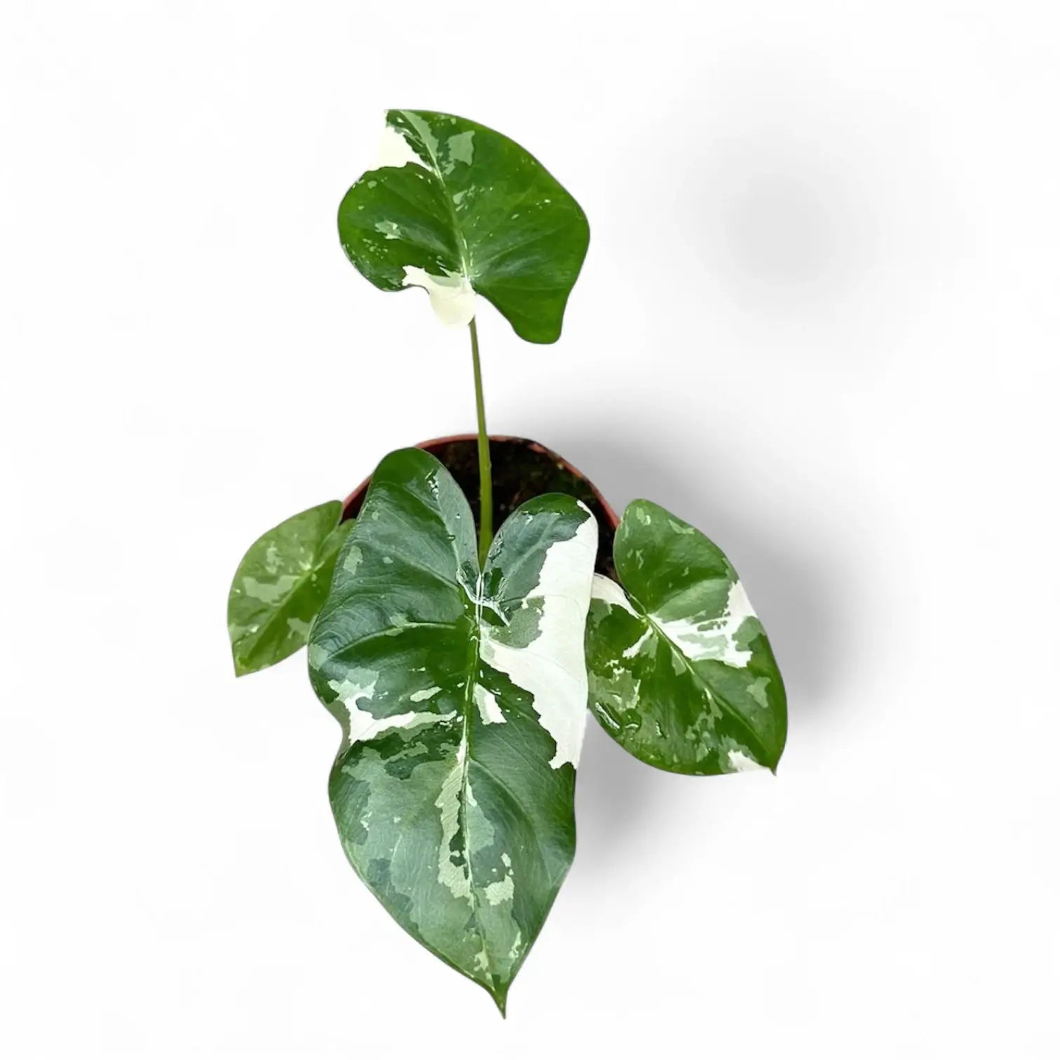 Alocasia macrorrhizos var. variegata potted houseplant in nursery pot on white background, product photo 4.
