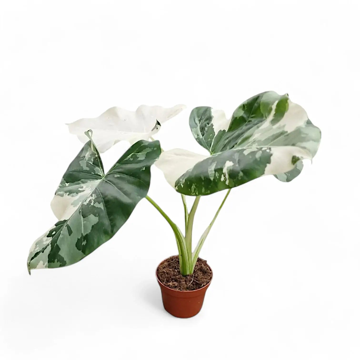 Alocasia macrorrhizos var. variegata potted houseplant in nursery pot on white background, product photo 6.