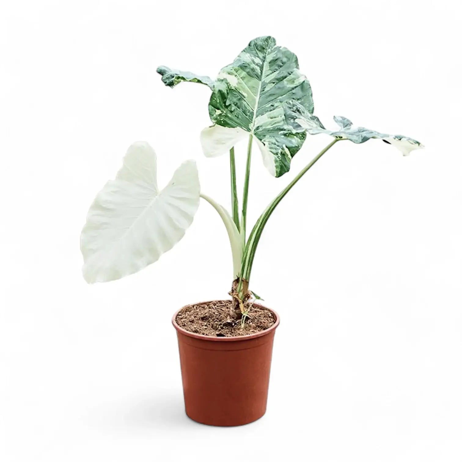 Alocasia macrorrhizos var. variegata potted houseplant in nursery pot on white background, product photo 7.