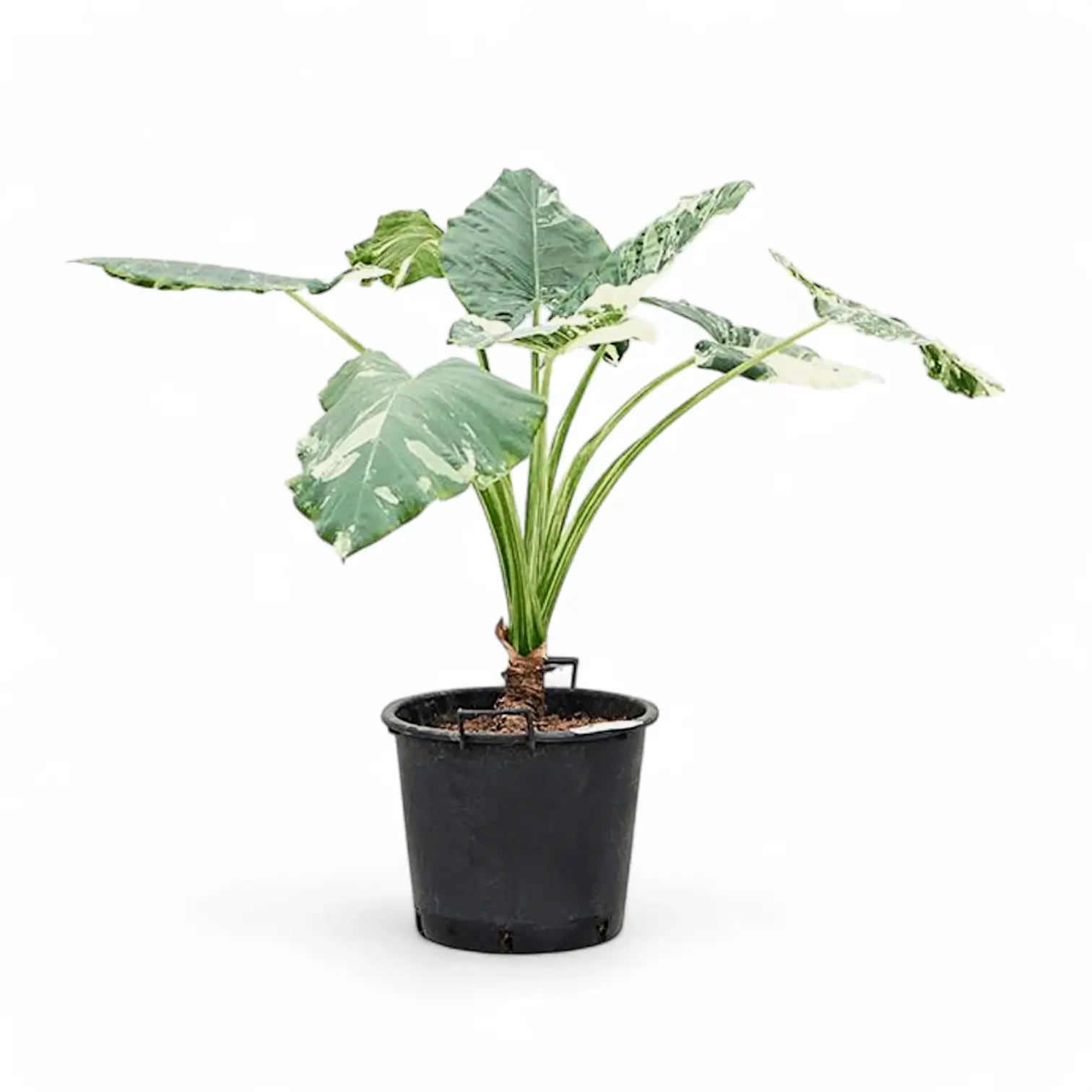 Alocasia macrorrhizos var. variegata potted houseplant in nursery pot on white background, product photo 8.
