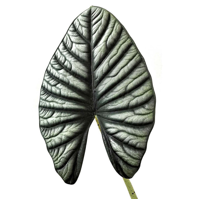 Alocasia nebula – Blattdetail vor weißem Hintergrund..
