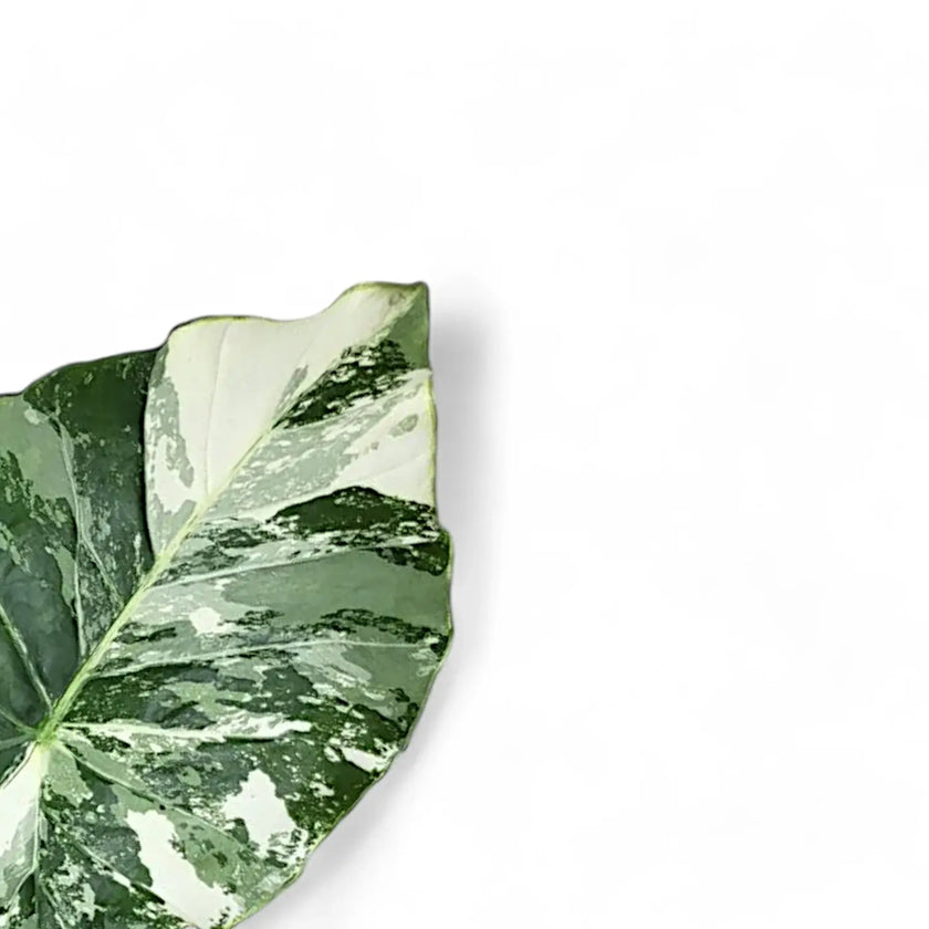 Alocasia odora ‘California Variegata’ variegata leaf close-up on white background.