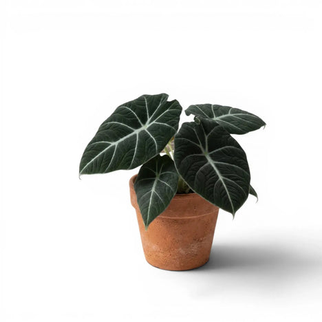 Alocasia reginula 'Black Velvet' plant photo
