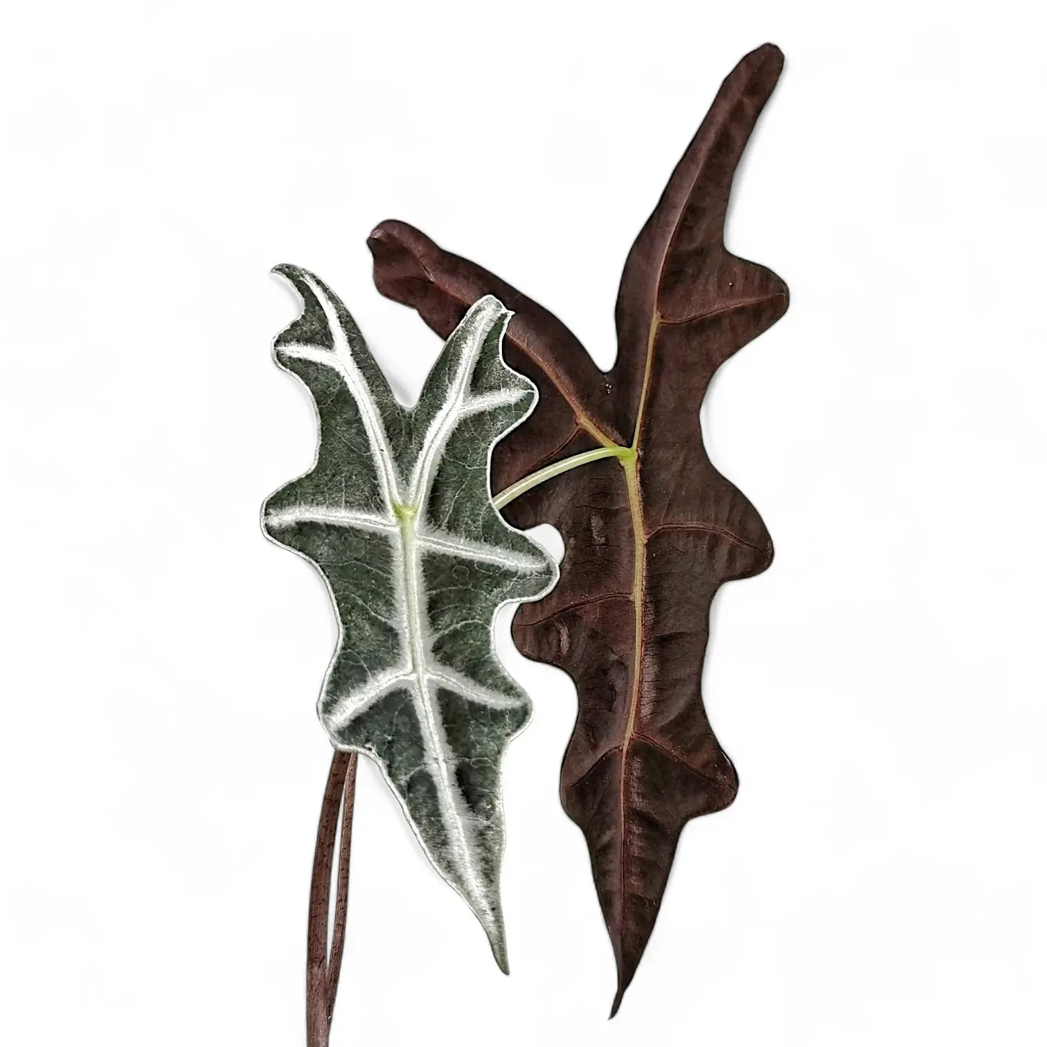 Alocasia sunderiana 'Nobilis' – Blattdetail vor weißem Hintergrund..