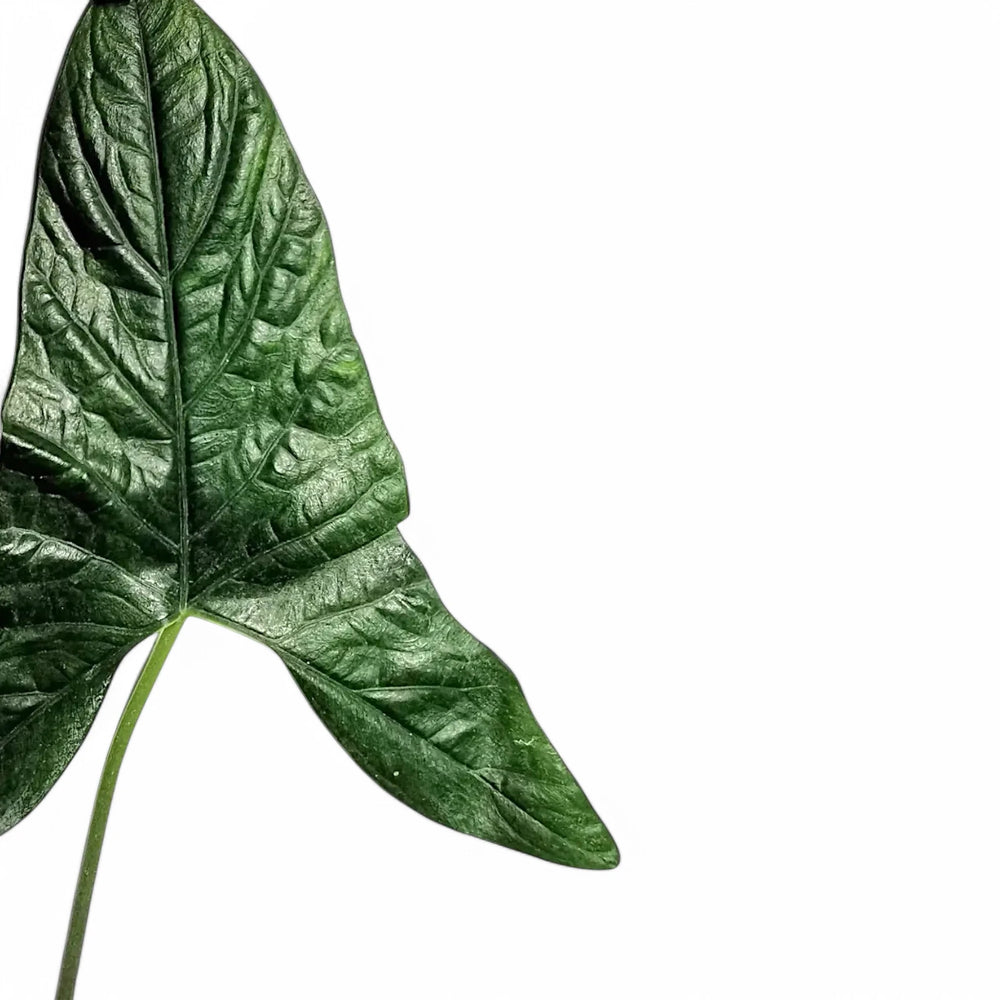 Alocasia sp. Papua leaf close-up on white background.