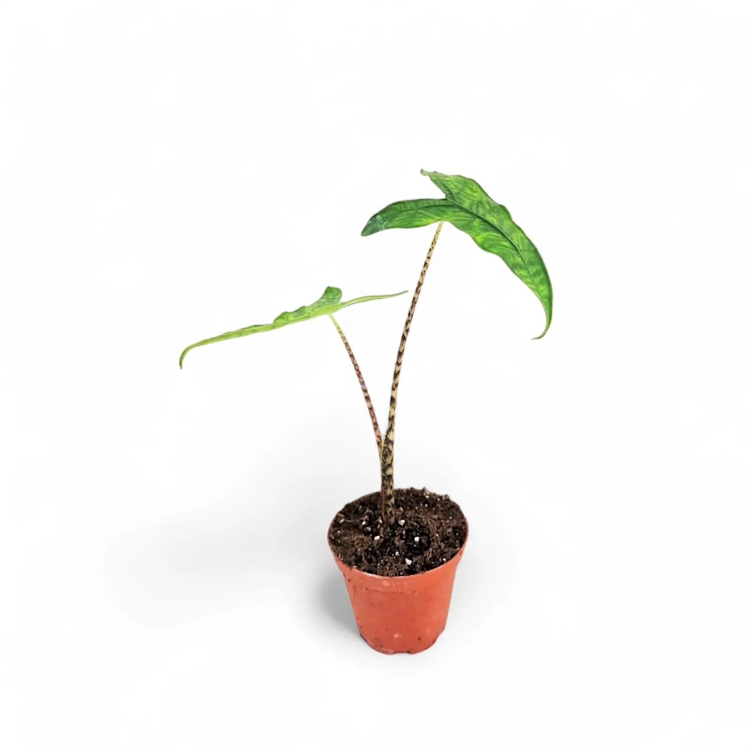 Alocasia zebrina 'Reticulata' potted houseplant in nursery pot on white background, product photo 3.