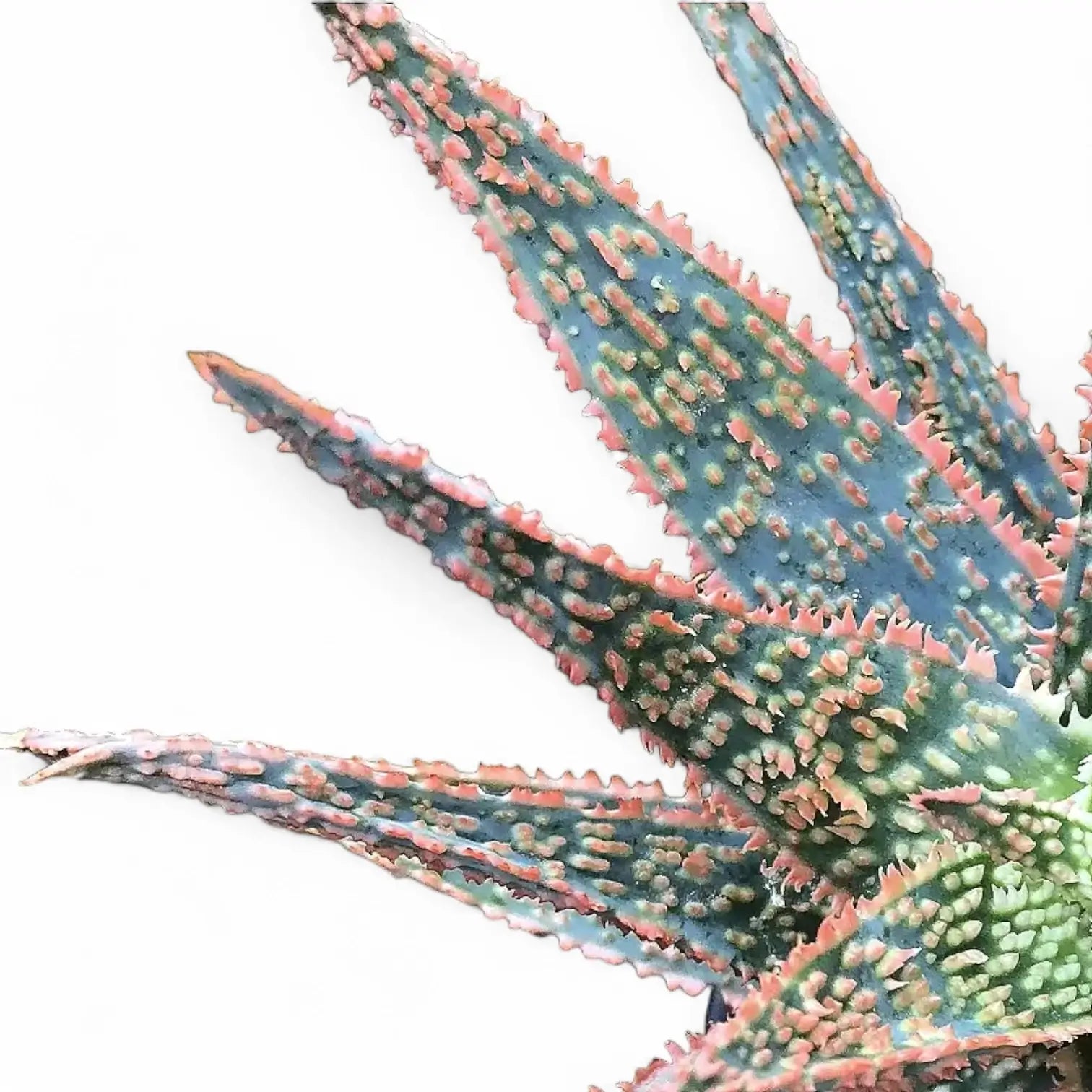 Aloe ‘DZ’ leaf close-up on white background.