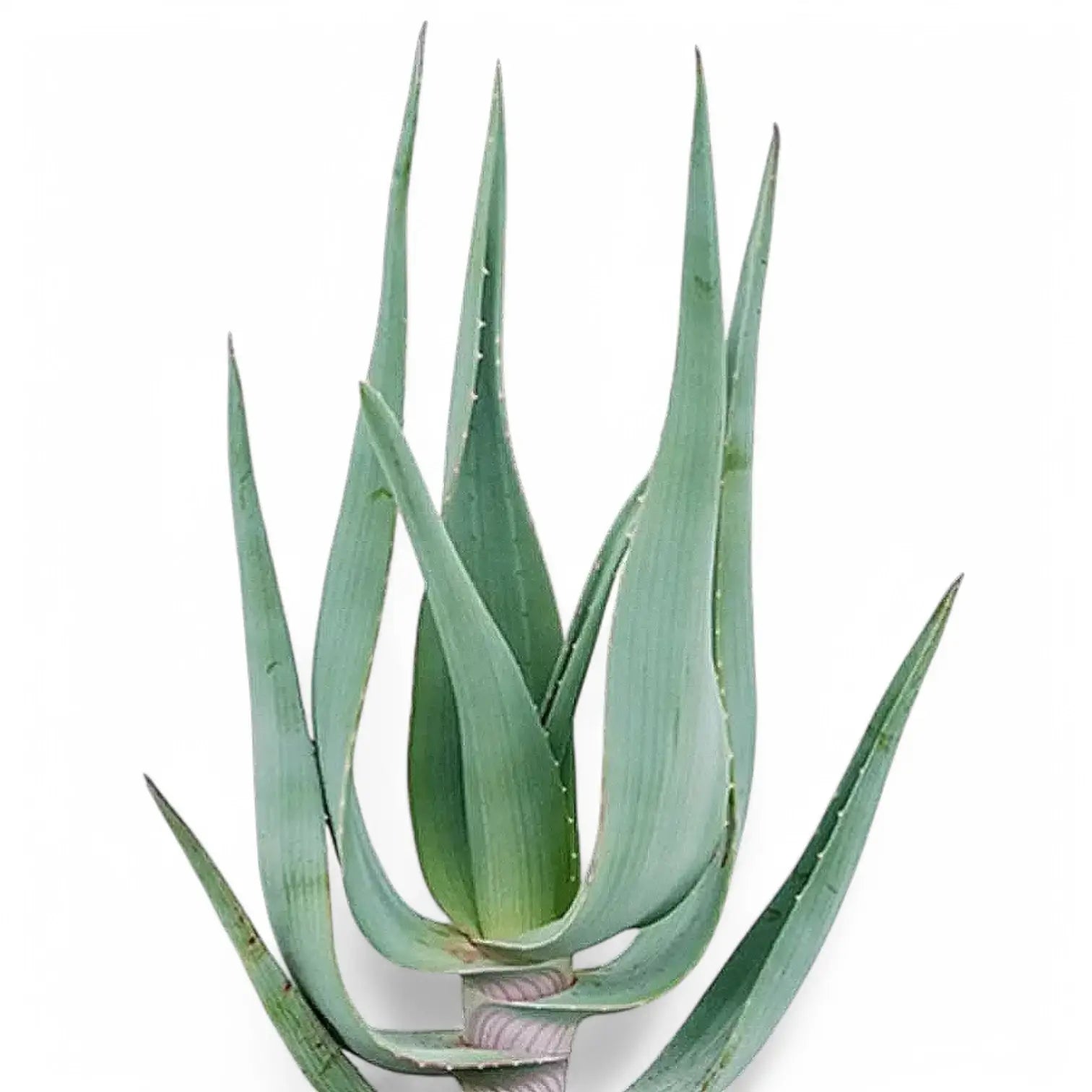 Aloe comosa leaf close-up on white background.