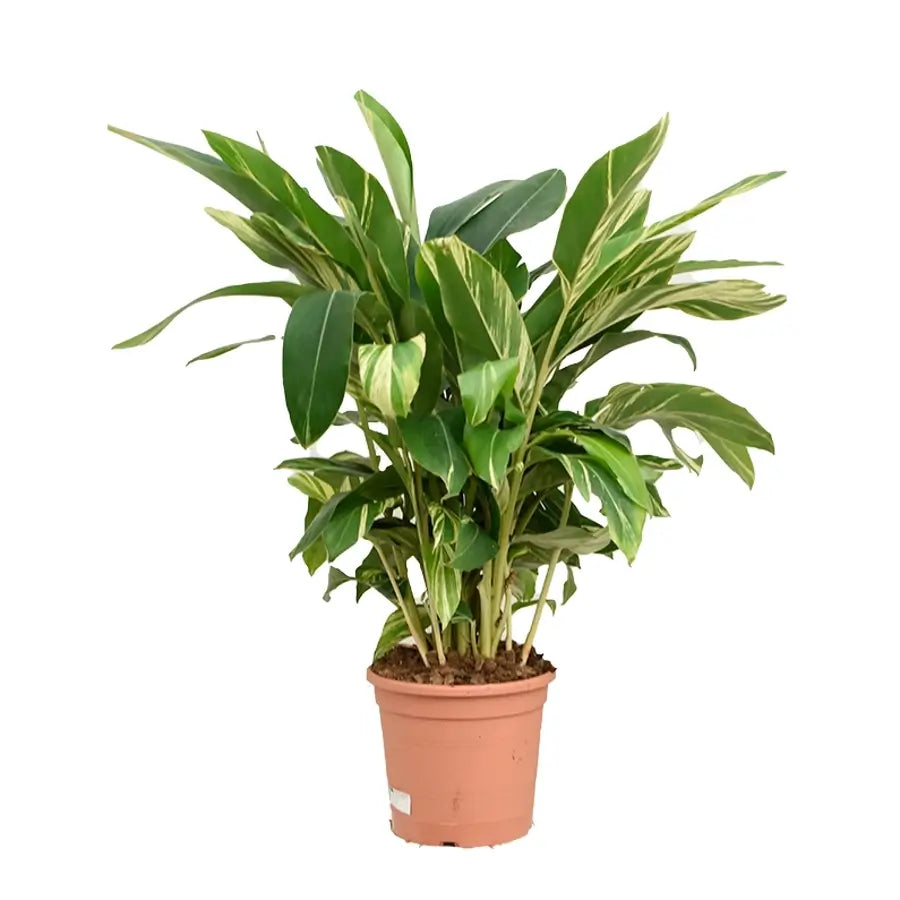 Alpinia zerumbet variegata potted houseplant in nursery pot on white background, product photo 2.