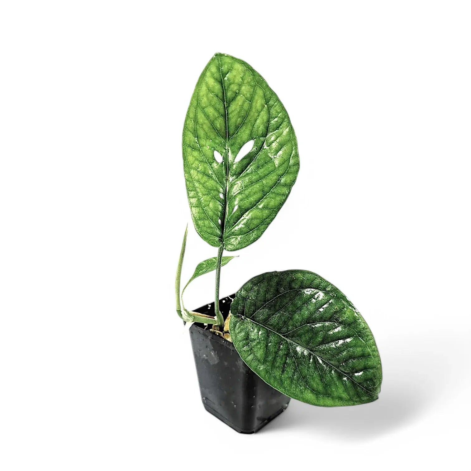 Amydrium medium potted houseplant in nursery pot on white background, product photo 2.