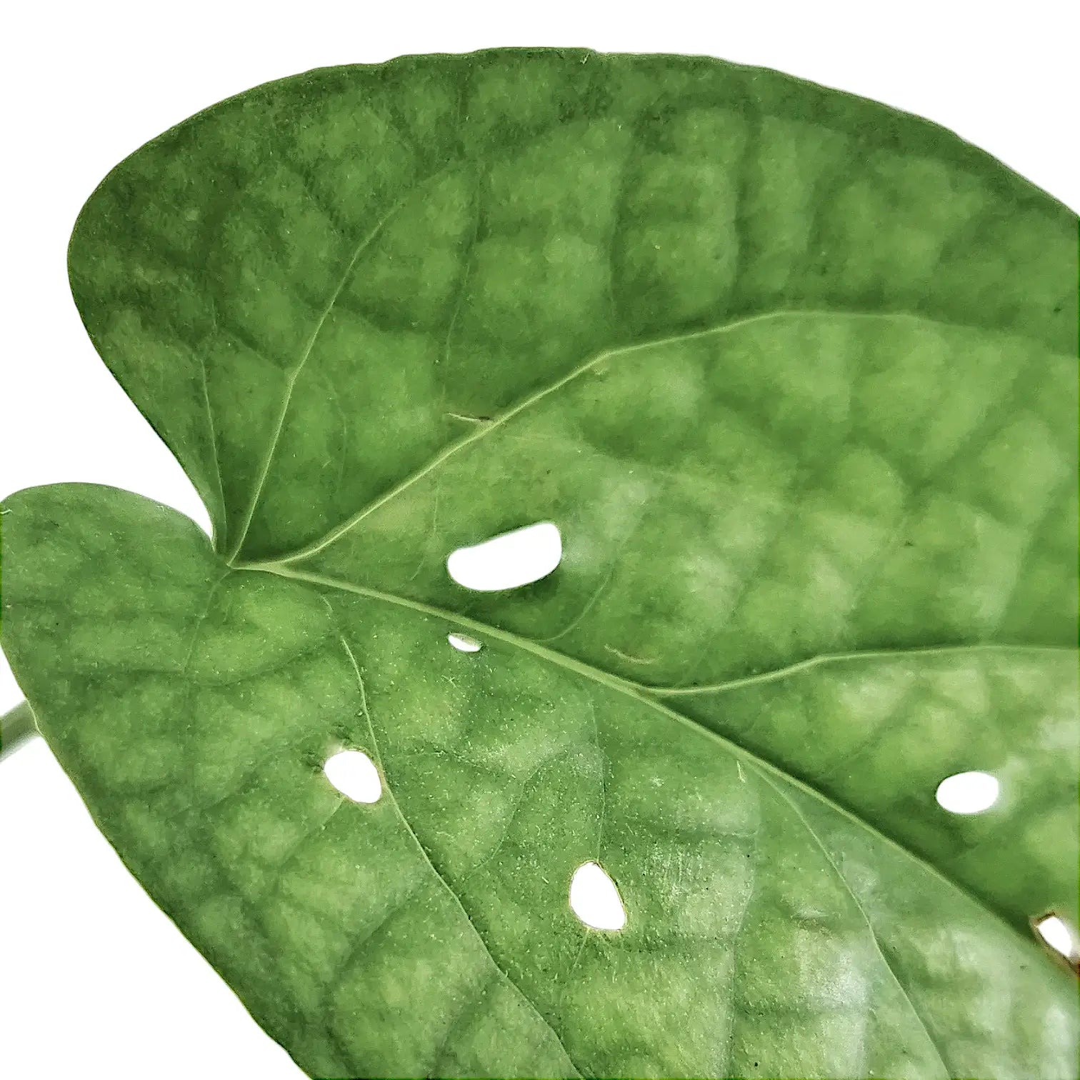 Amydrium medium potted houseplant in nursery pot on white background, product photo 3.